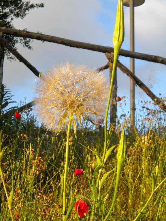 Pensjonat Il Poggio Delle Ginestre Torgiano Zewnętrze zdjęcie