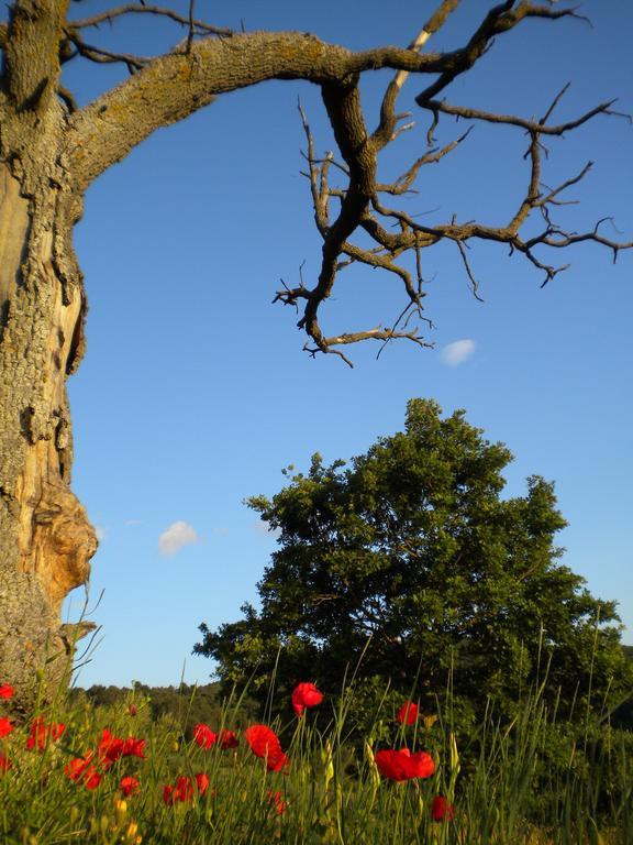 Pensjonat Il Poggio Delle Ginestre Torgiano Zewnętrze zdjęcie
